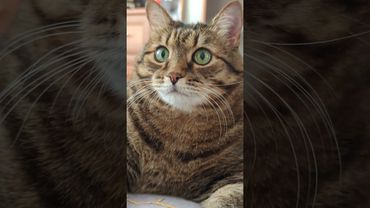 Медовый месяц 😺🤗😉🤣#cat #кот #юмор #котушка #приколы #цитаты #смех