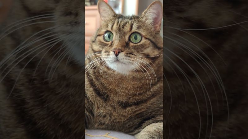 Медовый месяц 😺🤗😉🤣#cat #кот #юмор #котушка #приколы #цитаты #смех