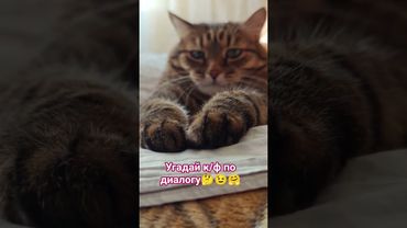 Бухгалтер 🙀🤫🤔🤣 #cat #кот #юмор #котушка #приколы #цитаты