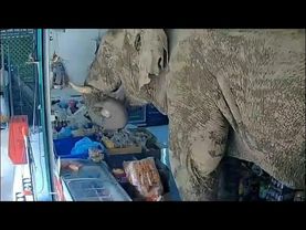 Wild elephant breaks into Thai grocery store to get snacks | AFP