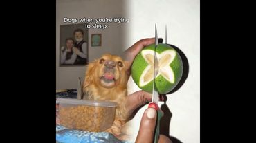 It’s like dogs wait until bedtime on purpose 🙄 #dogs #dogsofttiktok #funnydog #funnydogvideos #dog