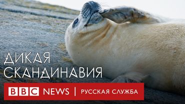 Потрясающие пейзажи, дикая природа и уникальная культура Скандинавии | Документальный фильм Би-би-си