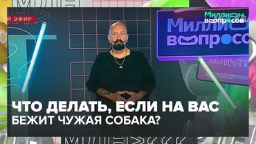 Что делать, если на вас бежит чужая собака? Кинолог отвечает на миллион вопросов