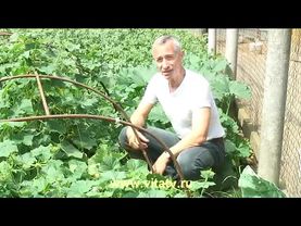 Живой огурец | Source