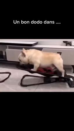 #dormir #chien #drole 
