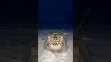👀❄️ The Predator’s Eyes in the Snow… See for Yourself😺🐾🐾 PANGPANGZOO | Wildlife Cinema Reimagined