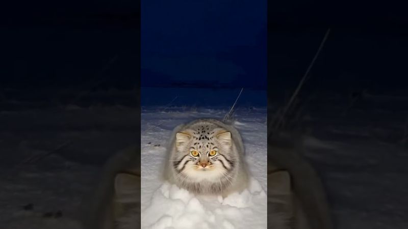 👀❄️ The Predator’s Eyes in the Snow… See for Yourself😺🐾🐾 PANGPANGZOO | Wildlife Cinema Reimagined
