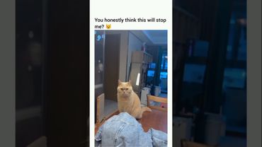 CAT is NOT Impressed with ANTI-CAT Door! #funnycatvideos #funnycats #catshorts