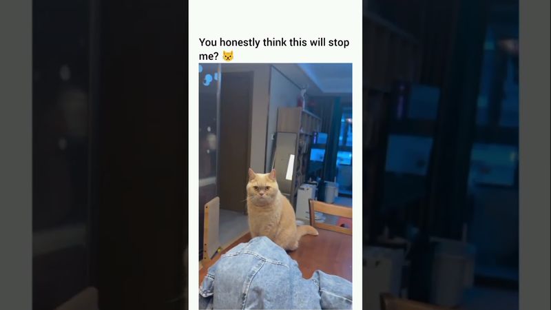 CAT is NOT Impressed with ANTI-CAT Door! #funnycatvideos #funnycats #catshorts