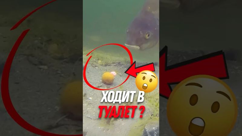 🎣 Как рыбы воруют наживку у рыбаков!