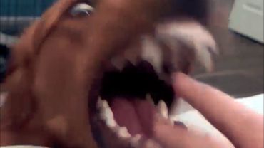 UNUSUAL MEMES COMPILATION V353