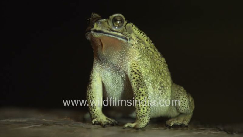 Frogs and toads vocalize and mate in the Indian monsoon, at the Wilderness Orchard in New Delhi
