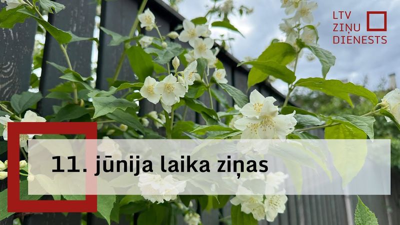 11. jūnija laika ziņas