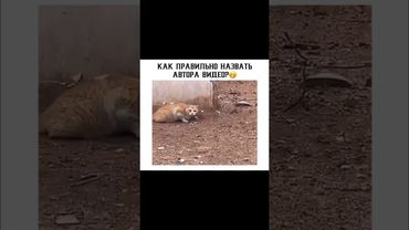 Как правильно назвать автора видео 😂😂😂