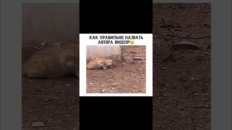 Как правильно назвать автора видео 😂😂😂