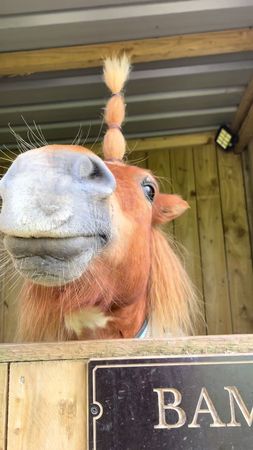 Some of bambies iconic hair styles 🤣🤣🤣 #cutepony #hair #hairstyles #f...