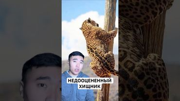 Настоящий Король Джунглей - Ягуар