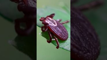 Эту загадку о клеще разгадали только спустя десятки лет! #амитеш #клещи #природа