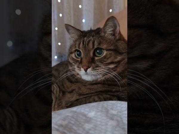 Фотоальбомчик 🙀🫢😉🤣 #cat #кот #юмор #котушка #приколы #цитаты