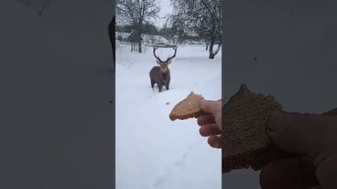 Олень снова в Мстиславле