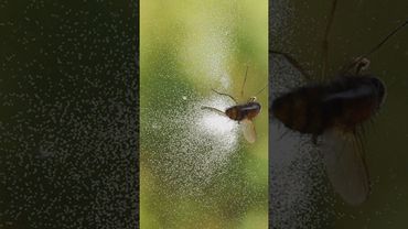 Вокруг таких мух все заражено!