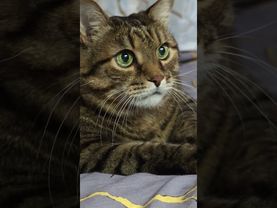 Обидно 🙀🤔😉🤣 #cat #кот #юмор #котушка #приколы #цитаты