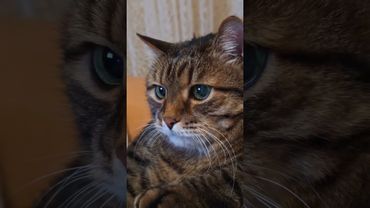 5 раз был женат 💃😉🤯🤣 #cat #кот #юмор #котушка #приколы #funny #цитаты