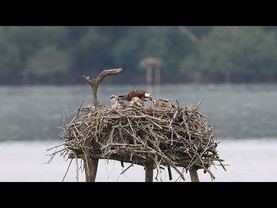 Marais d'Orx: a wetland with a rich history, diverse nature and birds of prey