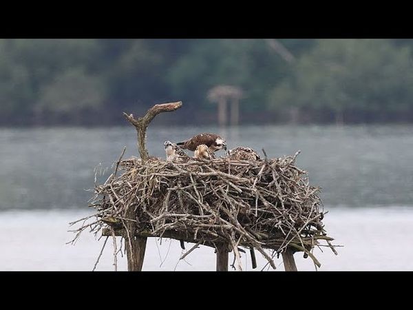 Marais d'Orx: a wetland with a rich history, diverse nature and birds of prey
