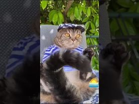 С началом лета!☀️☀️☀️ #shorts