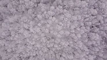 ЗИМНИЙ ЛЕС начало | последний полет дрона | 4К #dji