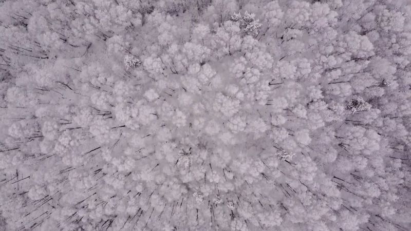 ЗИМНИЙ ЛЕС начало | последний полет дрона | 4К #dji