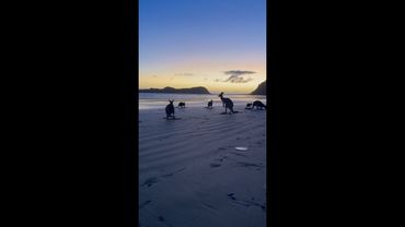 Surreal moment as a mob of kangaroos enjoy the morning sunrise