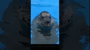 Fette Robben xD (english subtitles)#lustig #witzig #tiere #animals #meme #lachen #happy #2homiedawgs