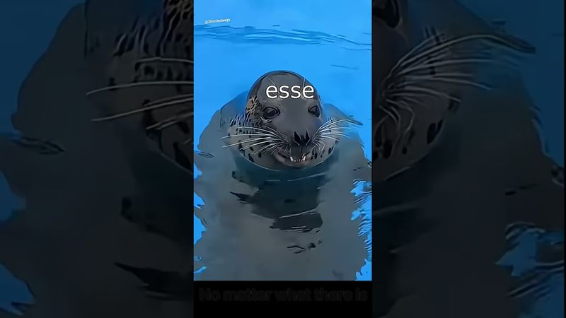 Fette Robben xD (english subtitles)#lustig #witzig #tiere #animals #meme #lachen #happy #2homiedawgs