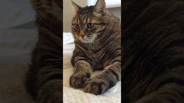 4 признака зависти 🙀🤔😉🤣 #cat #кот #котушка #котики #приколы #цитаты #жизнь