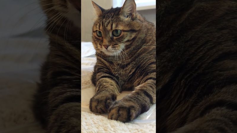 4 признака зависти 🙀🤔😉🤣 #cat #кот #котушка #котики #приколы #цитаты #жизнь