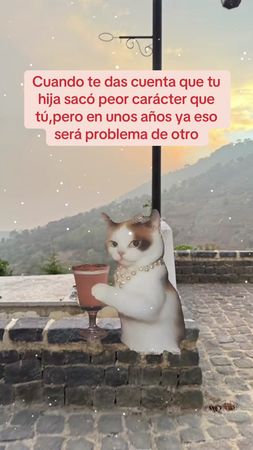 Se hace lo mejor posible #memestiktok #gatitos #soltera #consentidas 