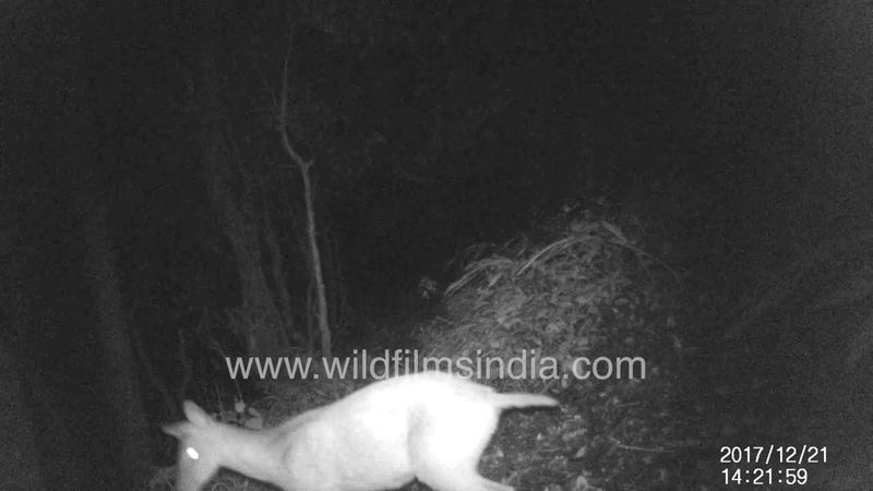 In the forests of the night: Goral, Barking Deer, Jerow or Hill Sambhar tramp our Himalayan habitat