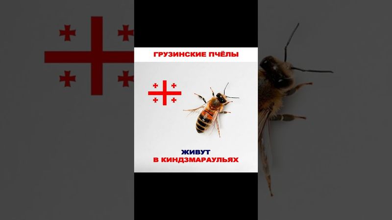 Мем про пчёл