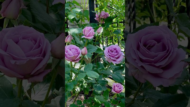 Троянда "Індиголетта"/ «Indigoletta».     #garden #сад #троянди #rose #rosé #троянди