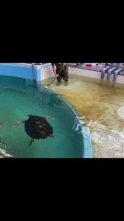 この水槽の掃除が1番楽しいです #ウミガメ#水族館#カメ 