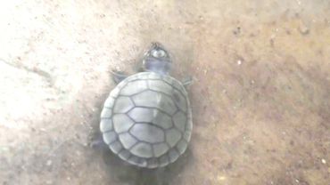 Десятки выращенных в неволе черепашат выпустили в океан в Бразилии