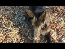 Enigma big puppy Silver WOLFDOG.