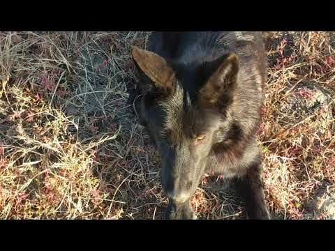 Enigma big puppy Silver WOLFDOG.