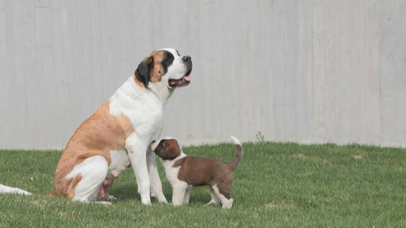 St. Bernard dogs romp at unique Swiss theme park | AFP