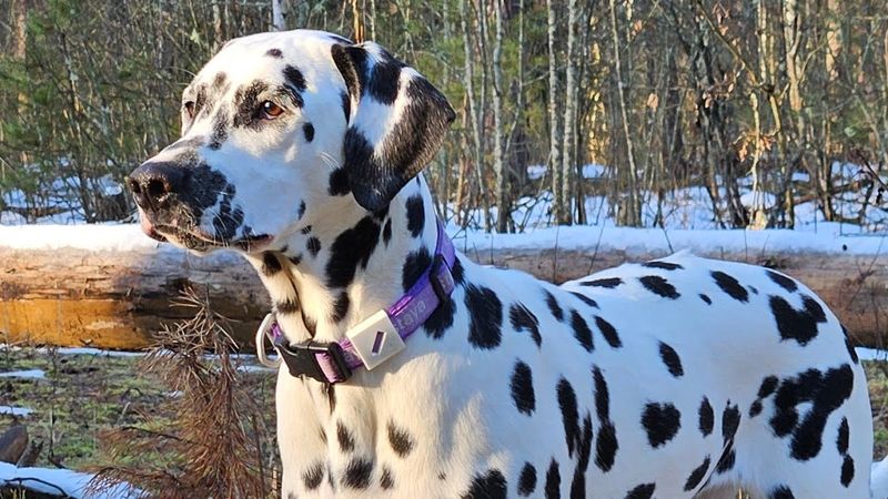 ДТ - 793. Собаки-атлеты полетели! Амстаффы, минибуль, далматин