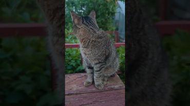 Ах, как хочется 🙀🤔😉🤣 #cat #кот #юмор #котушка #приколы #цитаты #смех