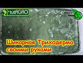 ТРИХОДЕРМА СВОИМИ РУКАМИ - самая лучшая! Какая триходерма растет лучше всех? Выращивание триходермы.