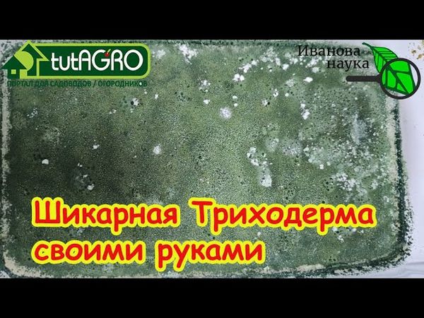 ТРИХОДЕРМА СВОИМИ РУКАМИ - самая лучшая! Какая триходерма растет лучше всех? Выращивание триходермы.